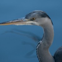 Blauwe reiger