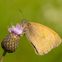 Bruin zandoogje