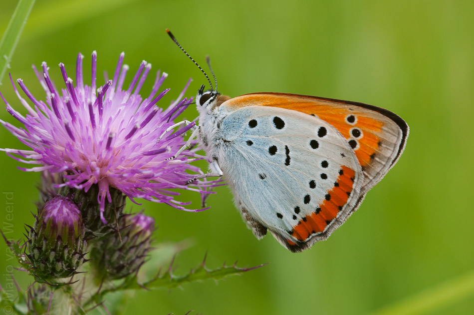 Juli 2013 deel 3, meer macro