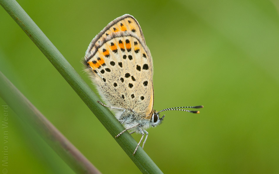 Bruine vuurvlinder
