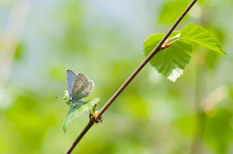 Blauwtje in het groen