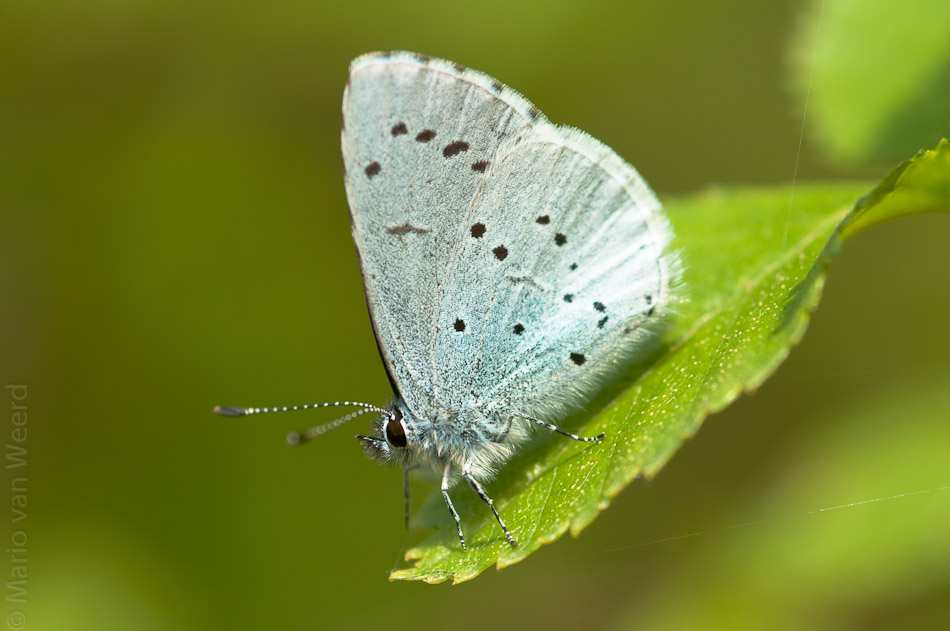 Blauwtje