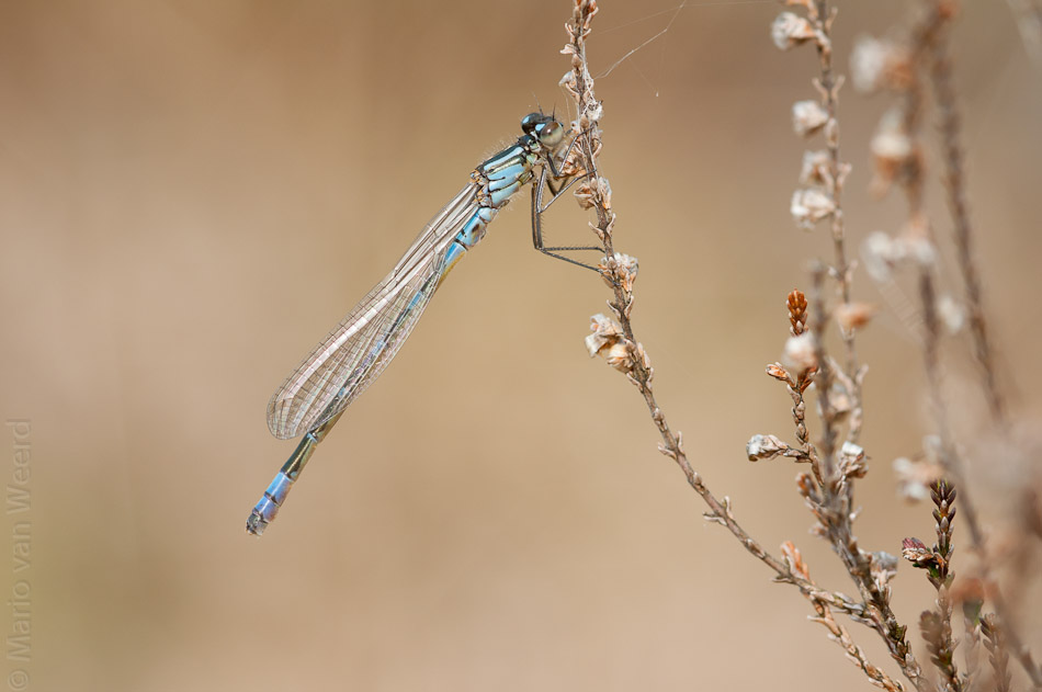 Maanwaterjuffer