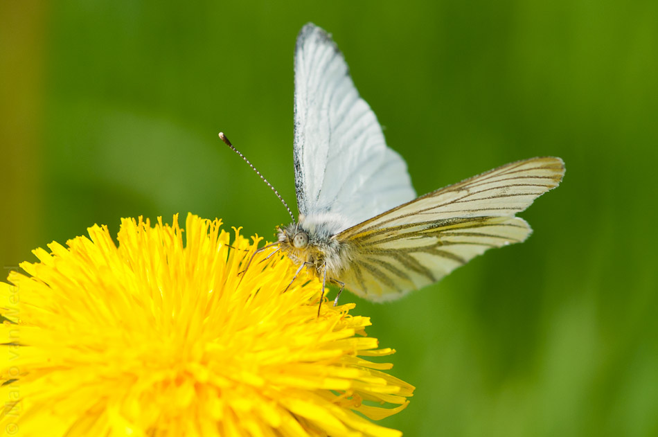 Eerste witje