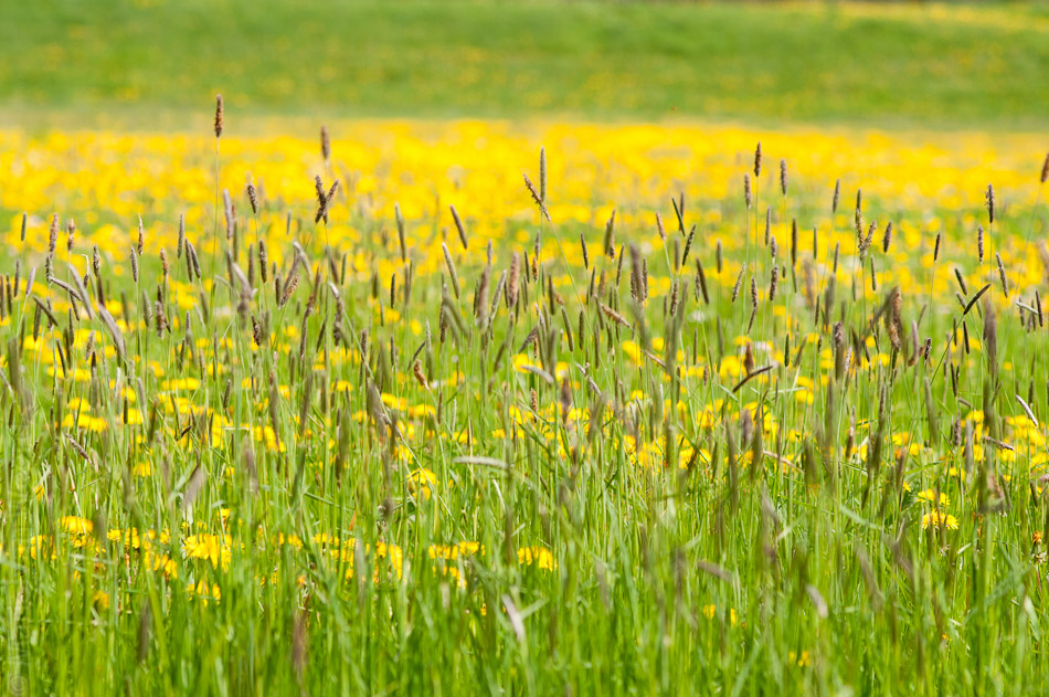 Volop lente