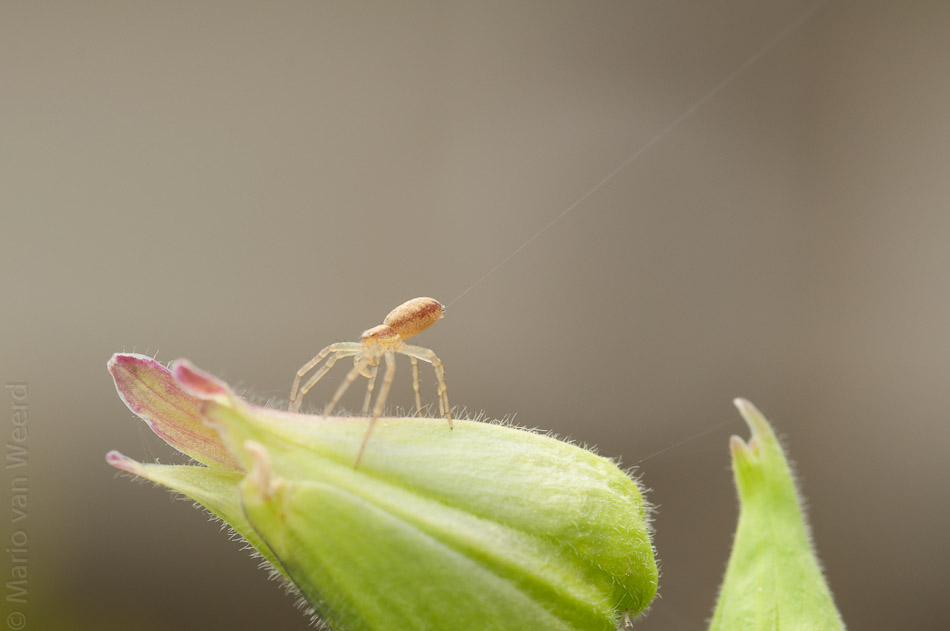Minispin