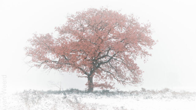 Begin 2019, beetje winter en een hoop lente
