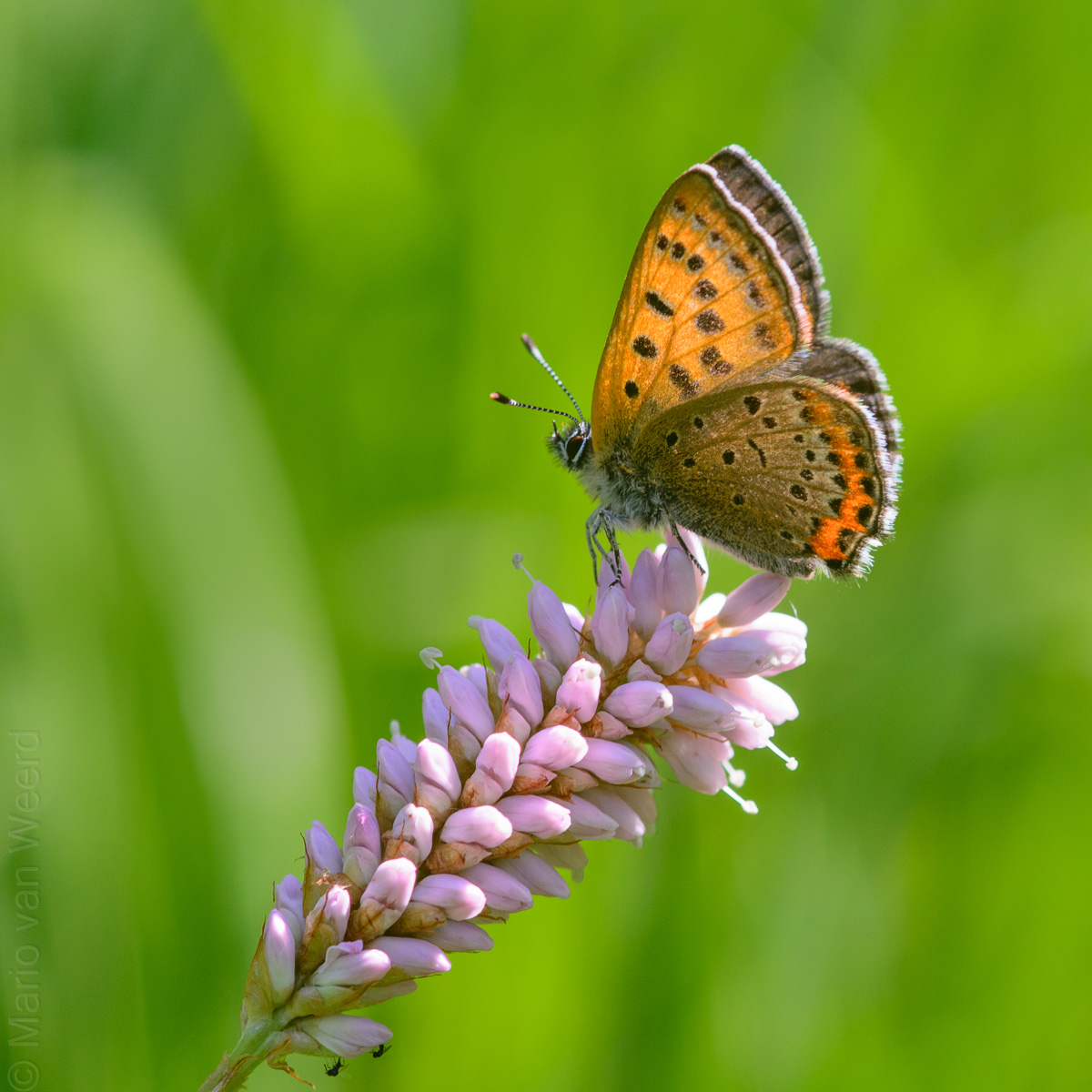 Blauwe Vuurvlinder Lycaena Helle blauwe-vuurvlinder-lycaena-helle