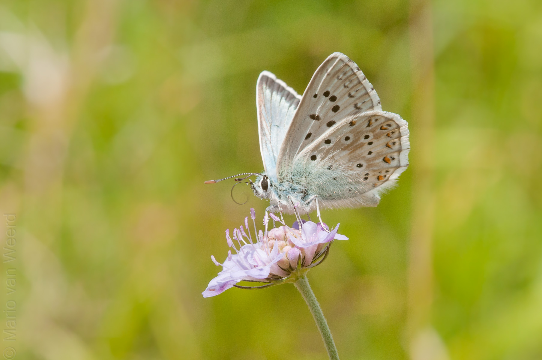 Bleek blauwtje (Lysandra coridon)
