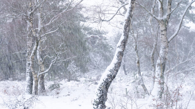 Winter 2026